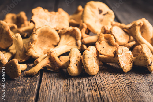 Wild chanterelles mushrooms on the rustic wooden background. Selective focus. Shallow depth of field.