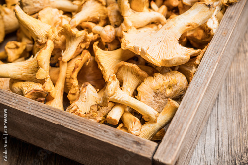 Wild chanterelles mushrooms on the rustic wooden background. Selective focus. Shallow depth of field.