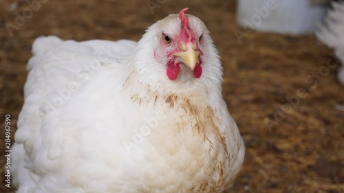 A white hen is resting on a pile of straw in the hen house. Close-up. photo