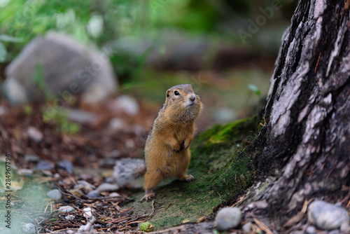 Gopher on green moss