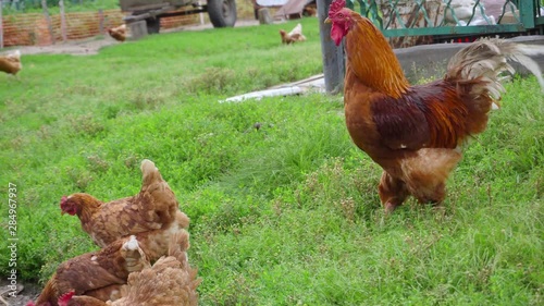 A big colorful majestic rooster is walking in the country-yard. photo