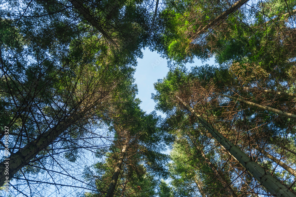 Fototapeta premium View straight upwards in the treetops with hole