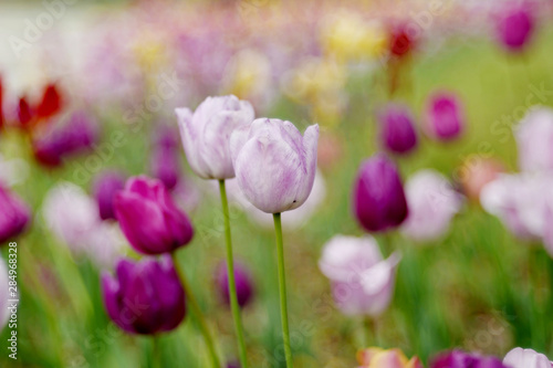 All but the two white tulips in front of us have blurred the background. And its is smooth  there is a dreamy atmosphere.