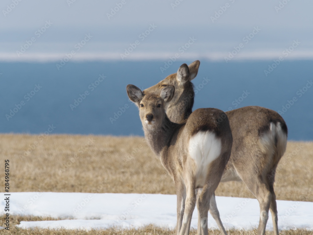 根室半島のエゾシカ