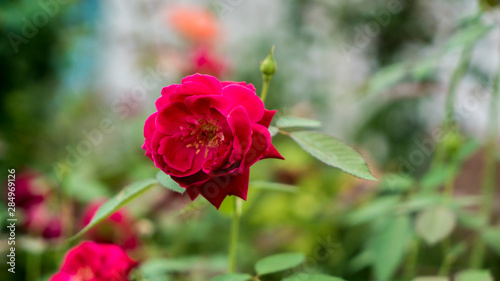  Rose Flower