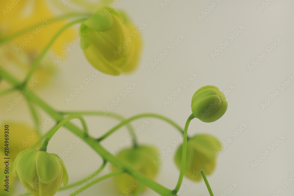 yellow flower on white background
