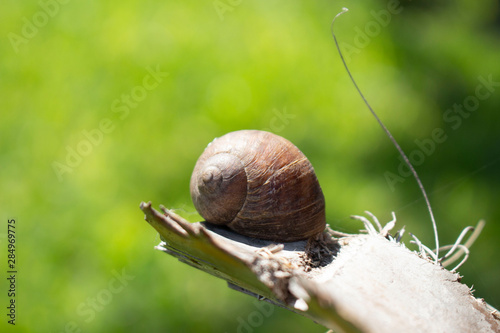 Caracol dentro de su caparazón