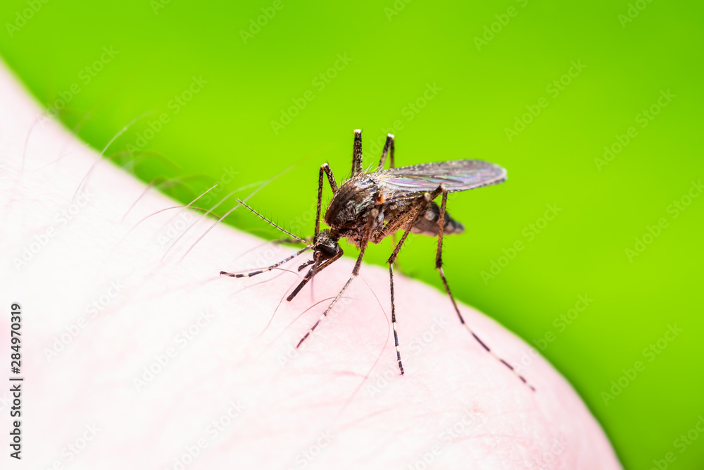 Encephalitis, Yellow Fever, Malaria Disease or Zika Virus Infected Culex Mosquito Parasite Insect Macro on Green Background