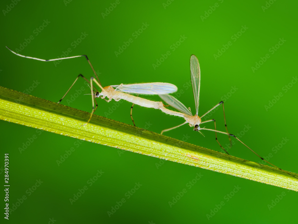 Mosquitoes Parasite Insects Mating on Green Grass Mosquitoes Parasite Insects Mating on Green Grass