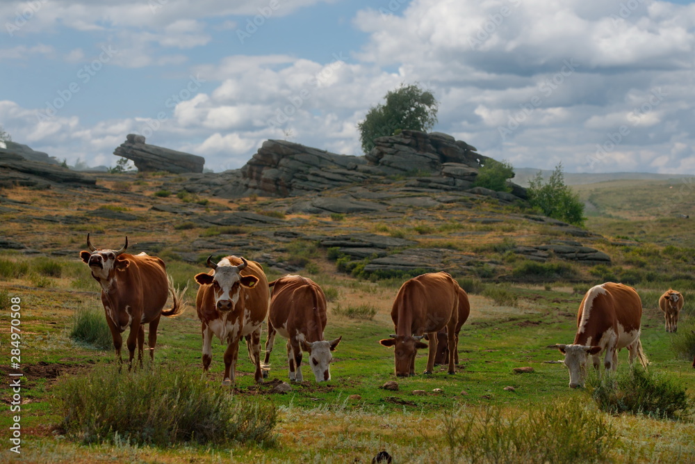 Eastern Kazakhstan. Peacefully grazing cows in Bayanaul national natural Park.