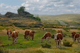 Eastern Kazakhstan. Peacefully grazing cows in Bayanaul national natural Park.