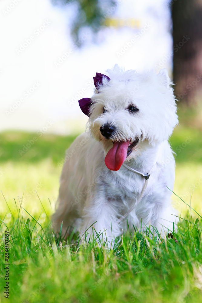 West Highland Terrier West Highland Terrier