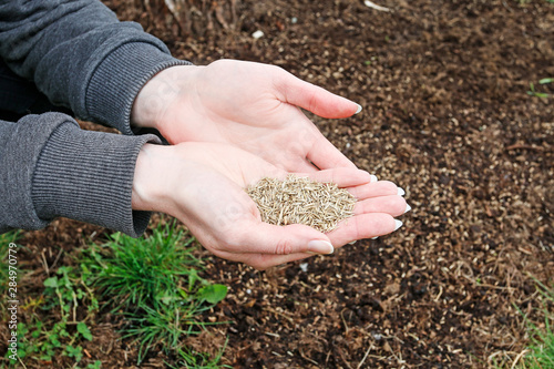Woman holding seeds of grass in her hands