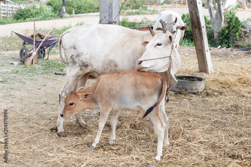 Cows and calves in the garden © Tanakrit