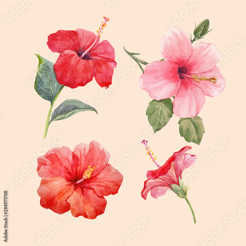 Watercolor hibiscus illustrations vector set