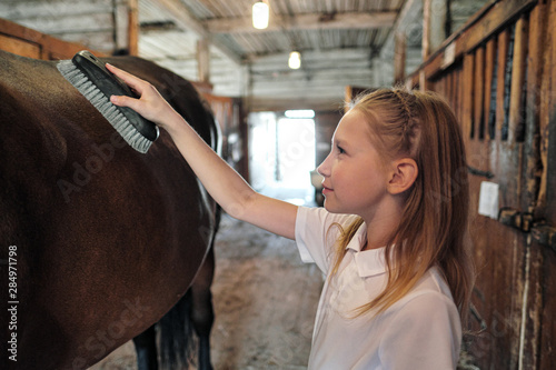 A teenage girl rider washes and brushes a horse in stable.