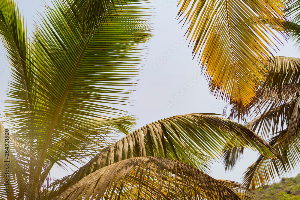 Bottom view leaves of coconut palm tree, toned sunlight. Natural background. Travel summer template.