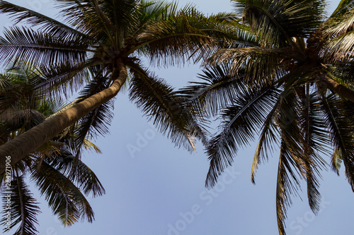Bottom view green leaves of coconut palm trees. Beautiful background. Travel summer concept.