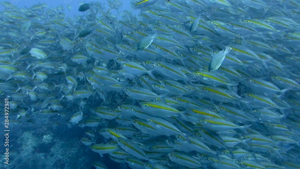 Large school of fusilier fish move slowly over a deep water pinnacle; sudden change of direction; Thailand. Large school of fusilier fish move slowly over a deep water pinnacle; sudden change of direction; Thailand.