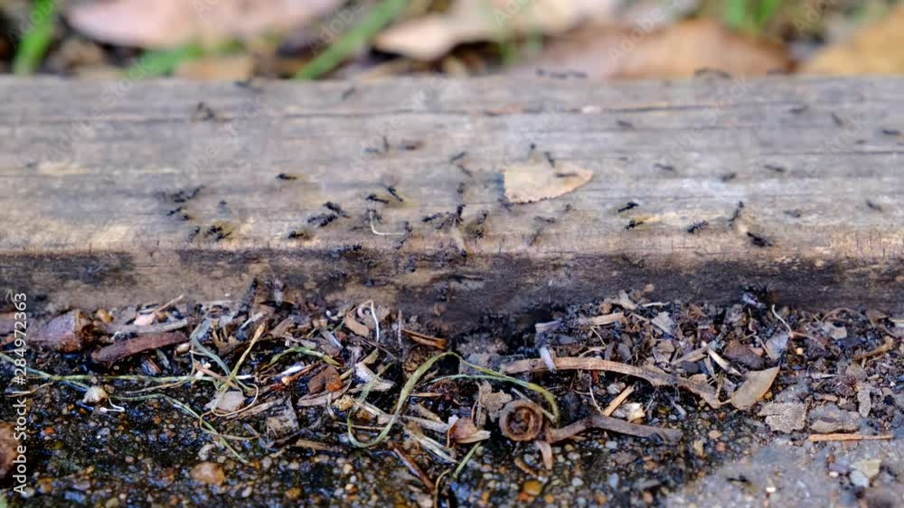 Swarm of ants on house patio area Swarm of ants on house patio area