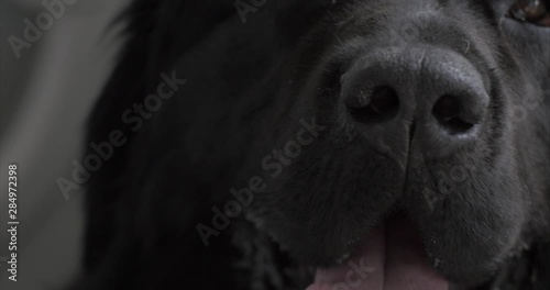 Gorgeous Newfoundland male dog cooling down and barking. Close Up