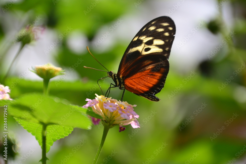 Butterfly on Flower Butterfly on Flower