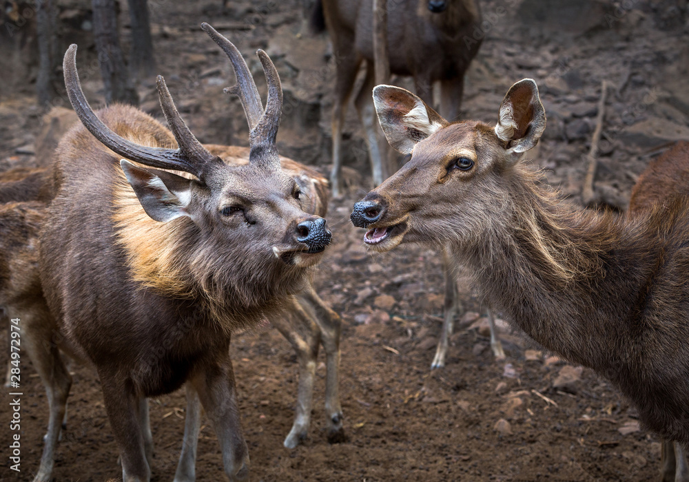 Asian deer family in an atmosphere of wild nature. Asian deer family in an atmosphere of wild nature.