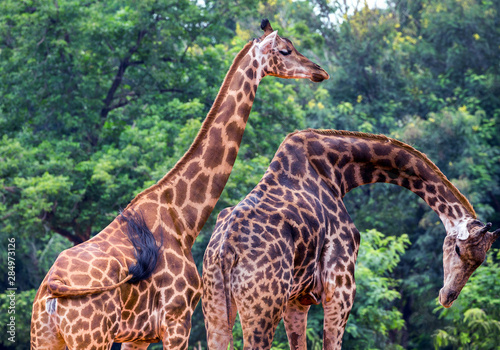 Giraffes in the natural forest.