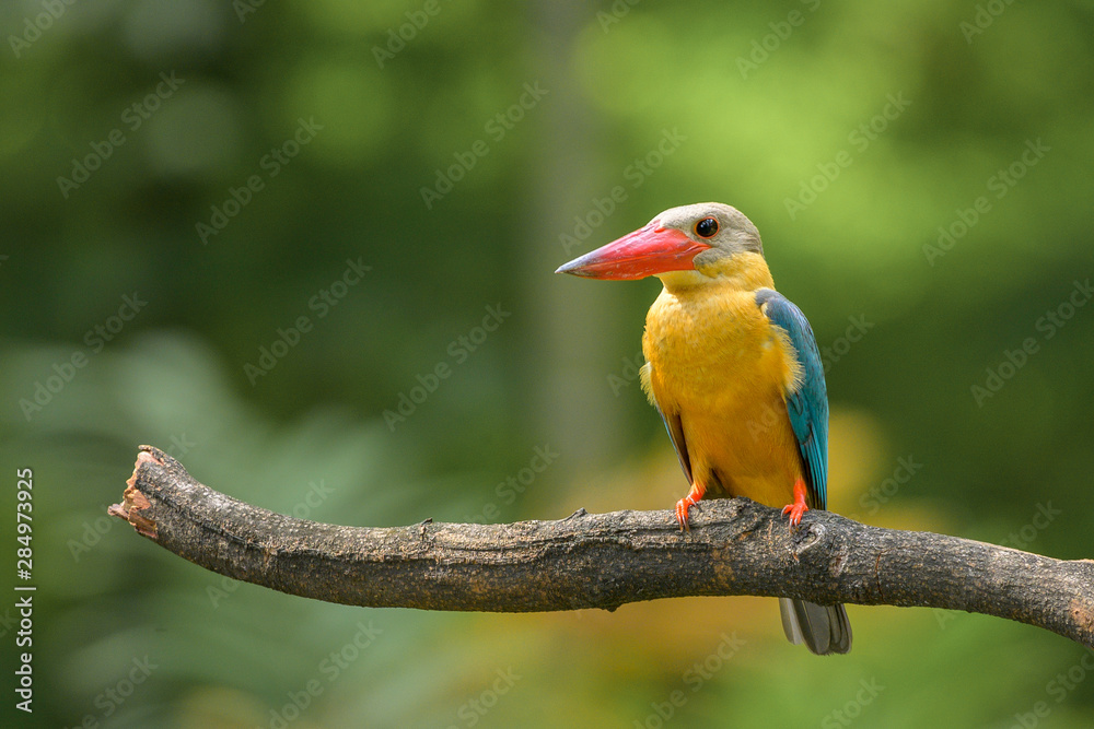 Fototapeta premium Stork Billed-Kingfisher in Thailand the stork billed kingfisher is consider one of the most biggest kingfisher species