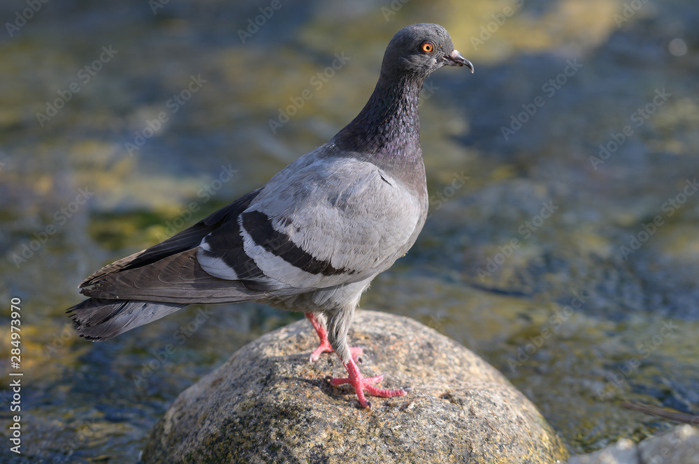 Obraz premium Feral pigeon (Columba livia domestica) sitting on rock near the pond in north of thailand