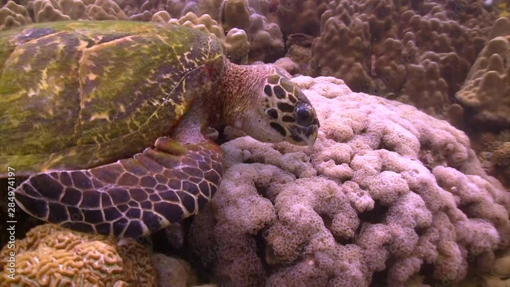 CLOSE UP: Hawksbill Sea Turtle Feeding On Coral, Scuba Diving In Koh Tao, Thailand CLOSE UP: Hawksbill Sea Turtle Feeding On Coral, Scuba Diving In Koh Tao, Thailand