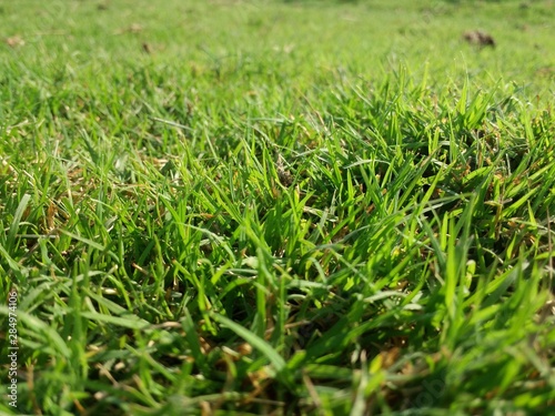 green grass in the field