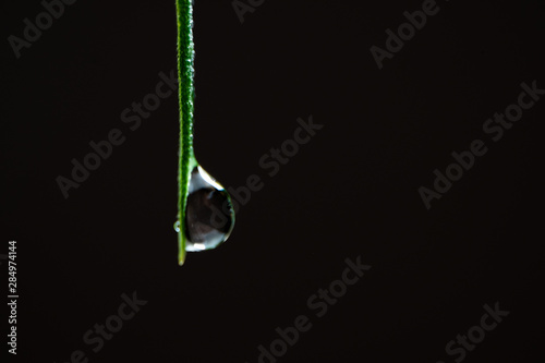 Macro of cannabis. Drops of water on the tip of a green leaf of hemp on a black background. Copy space. A closeup of wet marijuana. Selective focus.