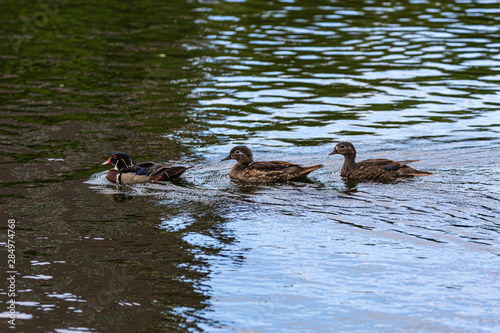 Ducks in water © rninov