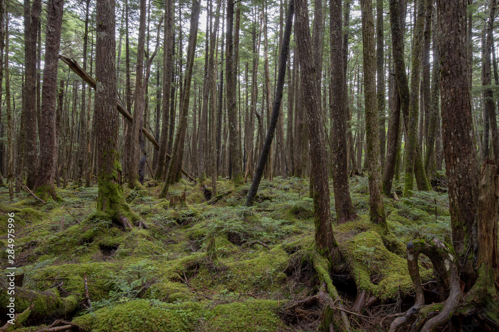 信州 白駒の池 苔と原生林 信州 白駒の池 苔と原生林
