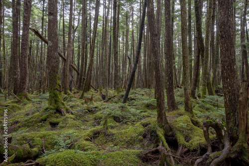 信州 白駒の池 苔と原生林 © HIROSHI H