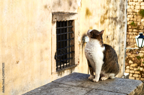 homeless princess cat looking for food in the old town © serebryannikov