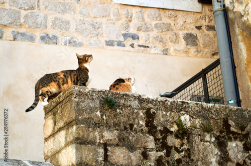 beauty cats waiting for food in the old town © serebryannikov