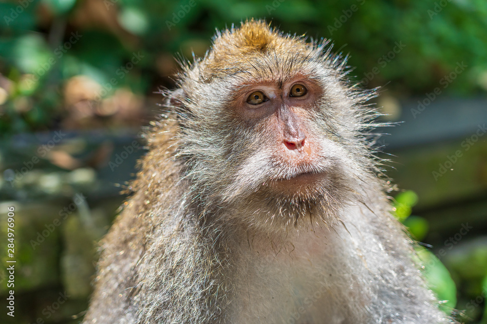 Wild monkey family at sacred monkey forest in Ubud, island Bali, Indonesia Wild monkey family at sacred monkey forest in Ubud, island Bali, Indonesia