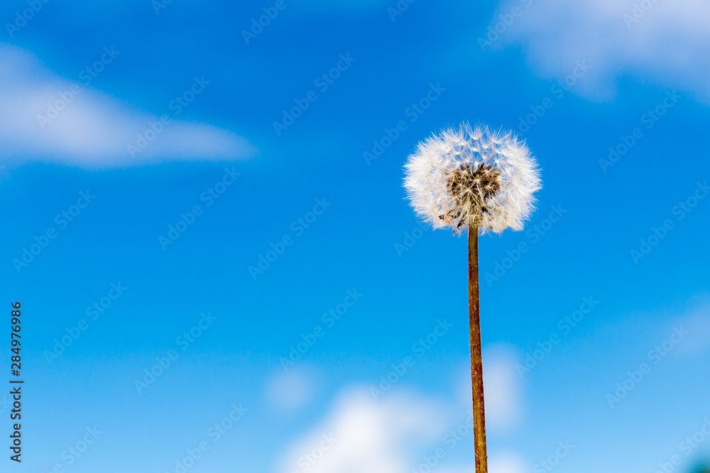 White dandelion with brown green stem on the background of blue sky with white clouds. Summer. Greeting card concept. At the calendar. White dandelion with brown green stem on the background of blue sky with white clouds. Summer. Greeting card concept. At the calendar.