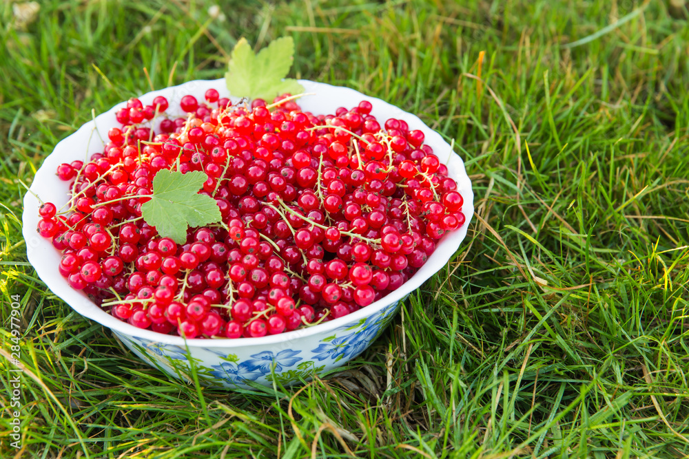 Red currant berries on twigs in a white plate or saucer stands on green grass. Red currant berries on twigs in a white plate or saucer stands on green grass.