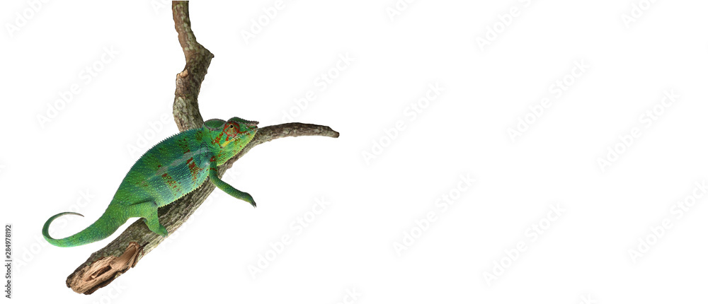 Fototapeta premium Chameleon Climbing on a branch