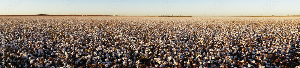 Super Panoramic View Glowing White Bols Top Mature Cotton Plants Super Panoramic View Glowing White Bols Top Mature Cotton Plants