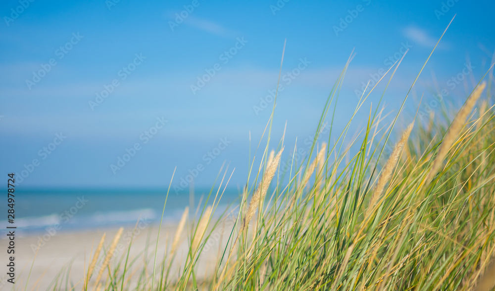 Ostseestrand in den Dünen