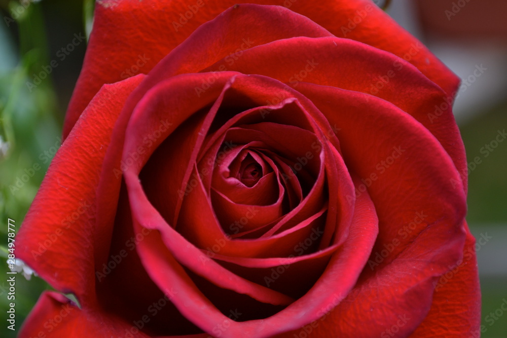 Fototapeta premium red rose closeup