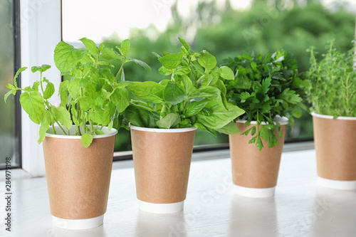 Seedlings of different aromatic herbs in paper cups on white wooden window sill