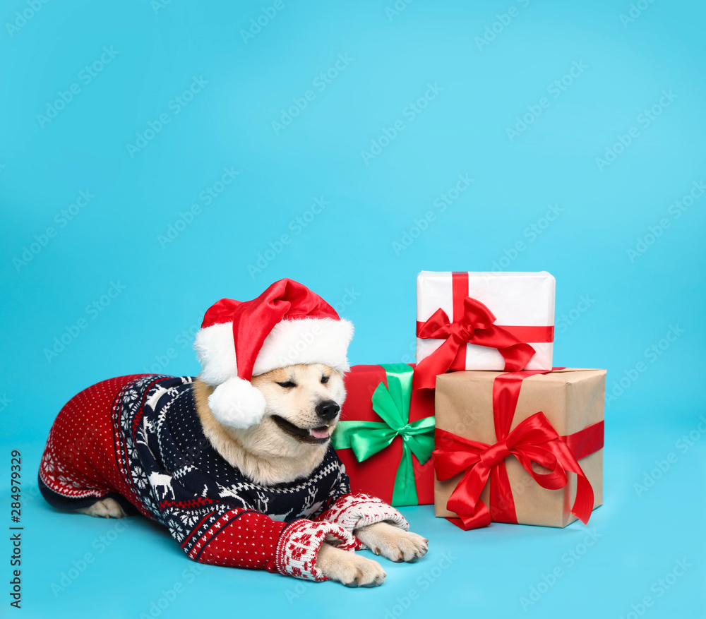 Cute Akita Inu dog in Christmas sweater and Santa hat near gift boxes on blue background Cute Akita Inu dog in Christmas sweater and Santa hat near gift boxes on blue background