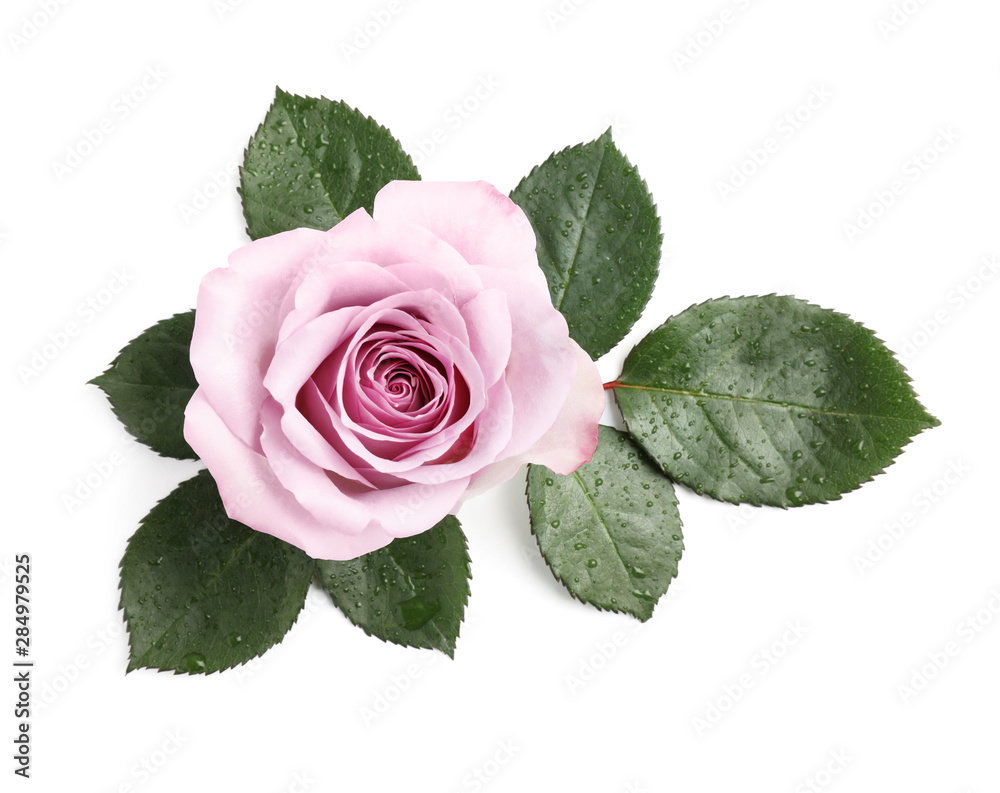 Naklejka premium Beautiful blooming rose flower on white background, top view