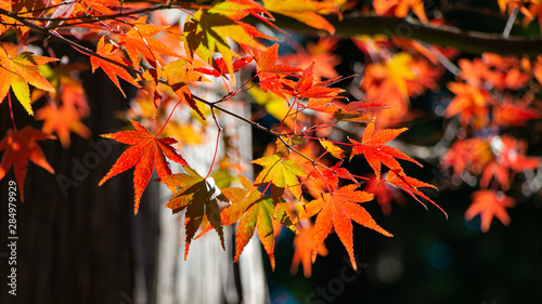 Close up of beautiful red maple leaves  in autumn season. Kyoto  Japan. Travel and holida