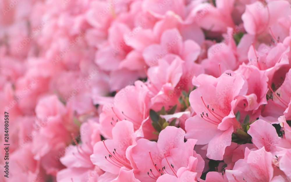 Close up of beautiful pale pink flower petals blossoming in spring season. Soft pastel color effect background with copy space for text and love message. Close up of beautiful pale pink flower petals blossoming in spring season. Soft pastel color effect background with copy space for text and love message.